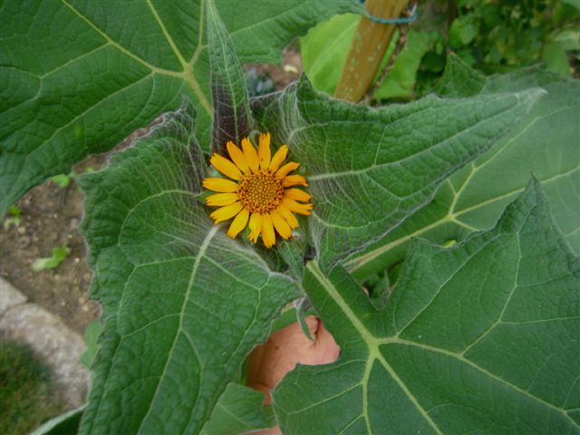 Yacon Polymnia sonchifolia 1.jpg