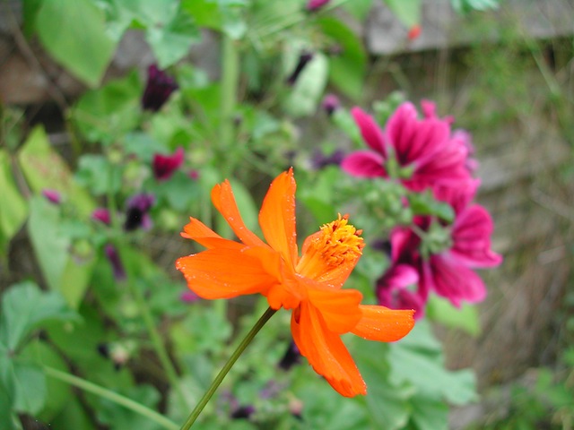 DSCN7296.JPG