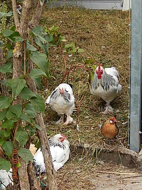 vorne links unser kleine, zahme Hildegard