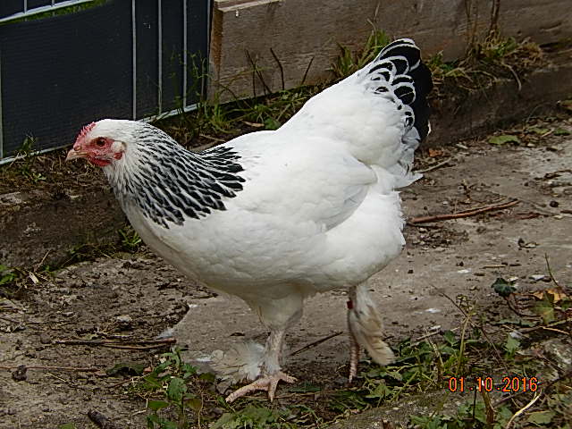 DSCN6584.JPG