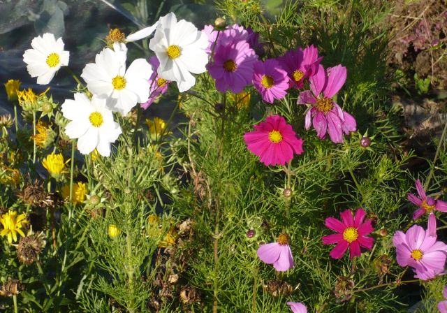 Cosmea.jpg