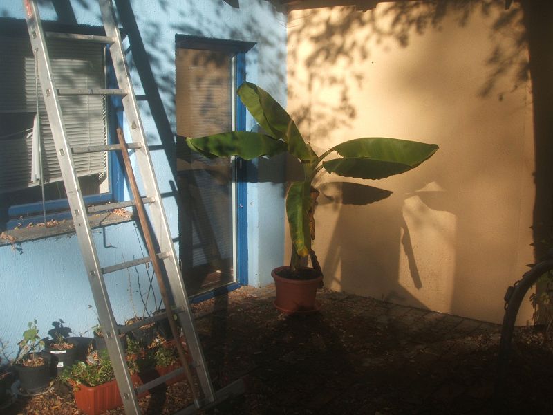k-banane.jpg