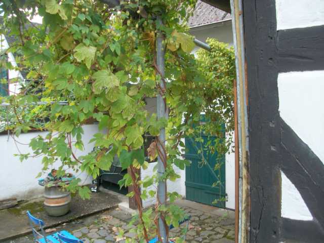 K640_hopfen.JPG