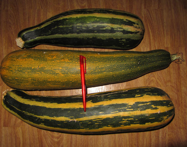füer-Samen-erntereife-Zucchini.jpg