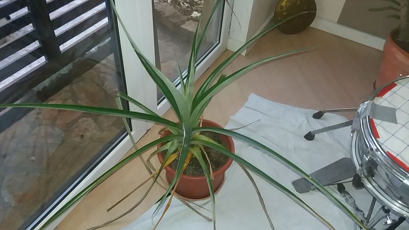 k-6Ananas.jpg