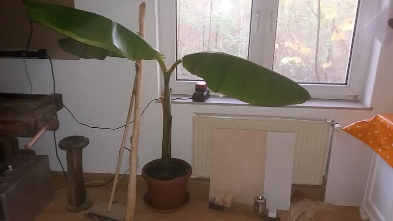 k-6banane.jpg
