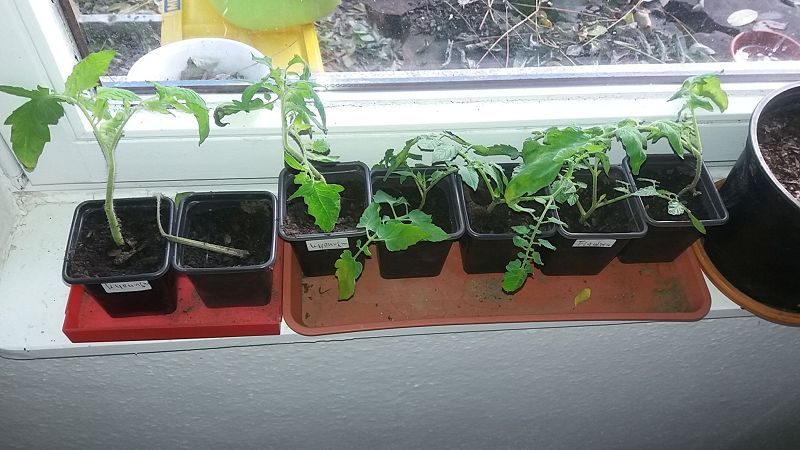 k-6tomaten.jpg