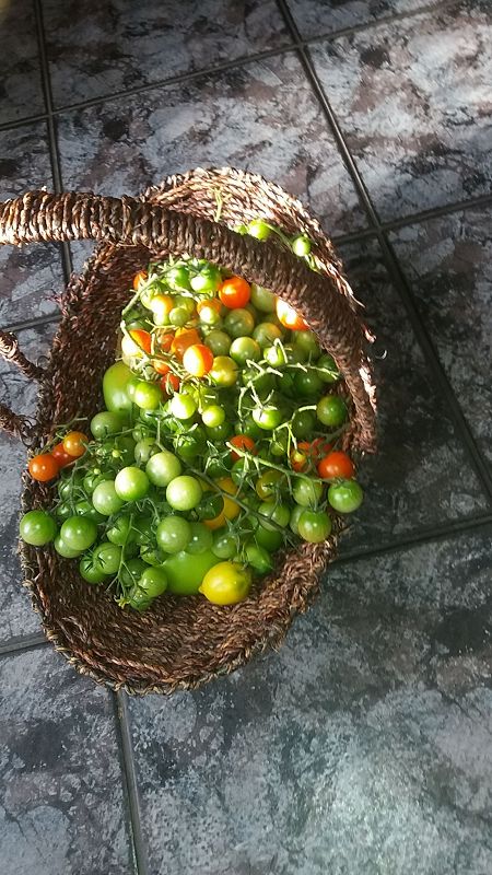 k-6tomaten2.jpg