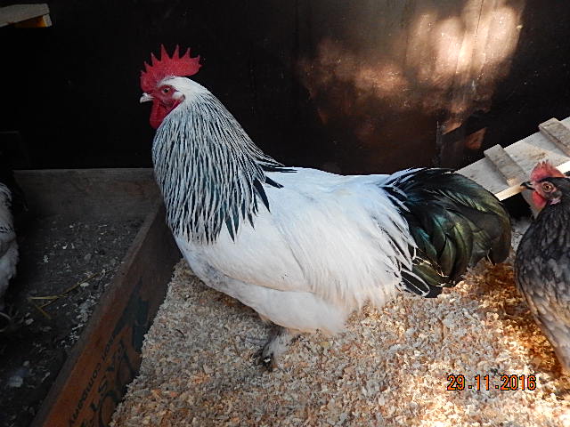 DSCN6937.JPG