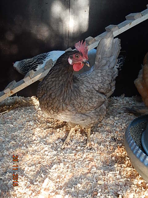 DSCN6942.JPG