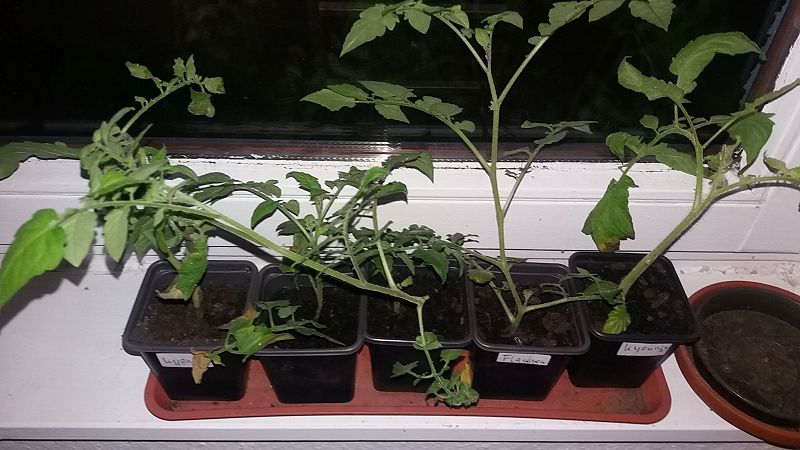 k-tomaten.jpg