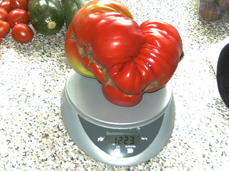 eine meiner Tomaten