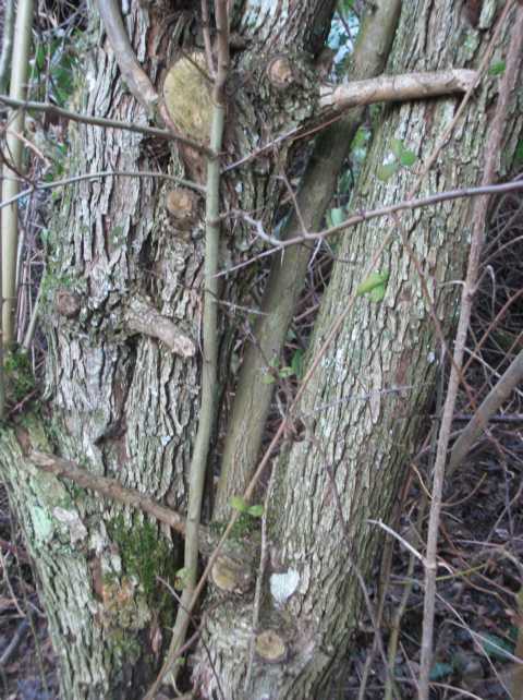 K640_baum2.JPG
