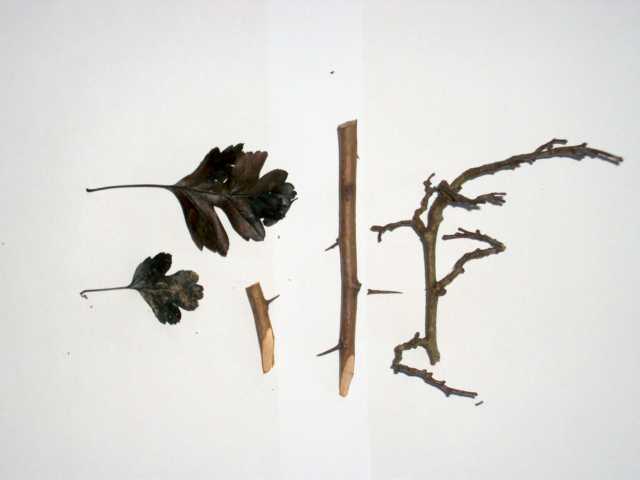K640_baum3.JPG