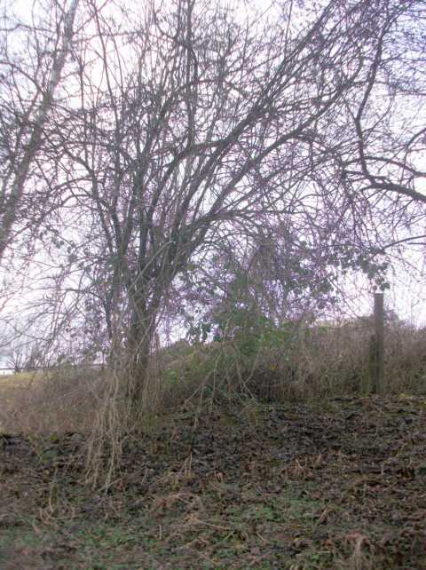 K640_baum1.JPG