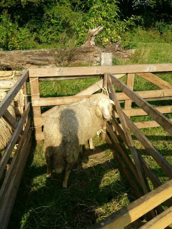 der bock in warder