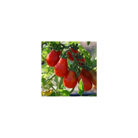cocktailtomate-sibirisches-birnchen.jpg