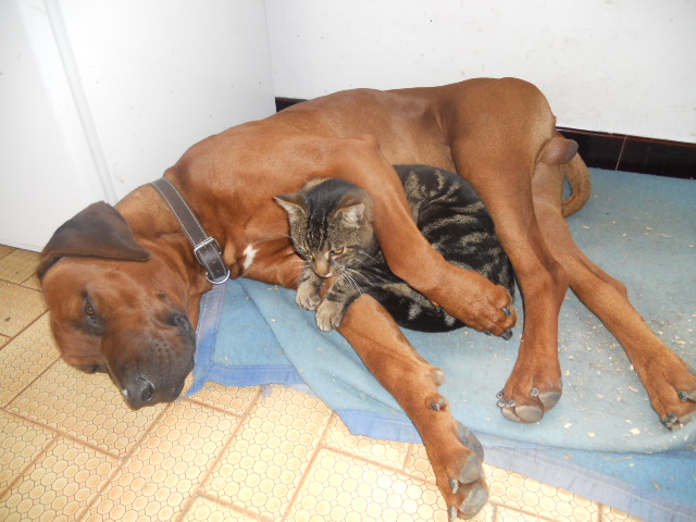 zu relaxt zum Mäusefangen