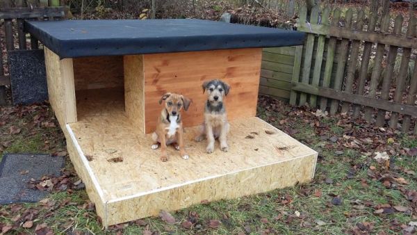 Jamie und Lannister vor ihrer Hundehütte (natürlich gedämmt und selbst gebaut)