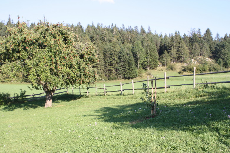 Obstbäume