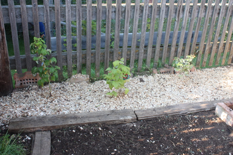 Himbeeren