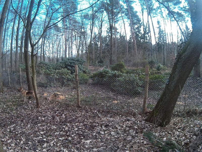 k-4Rhododendren.jpg