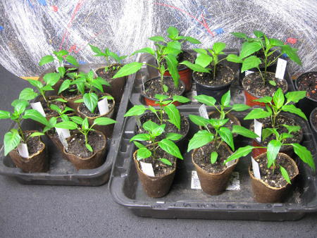 Paprika_nach_knapp_8_Wochen.jpg