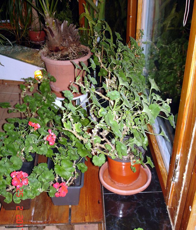 DSC04474.JPG