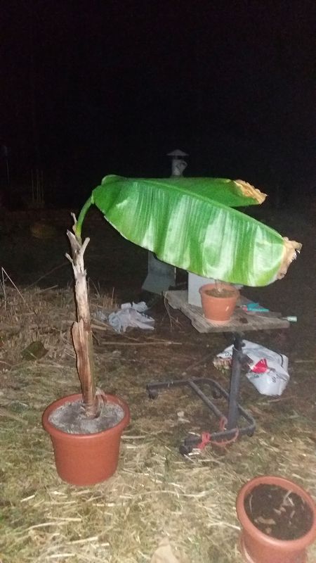 k-8banane.jpg