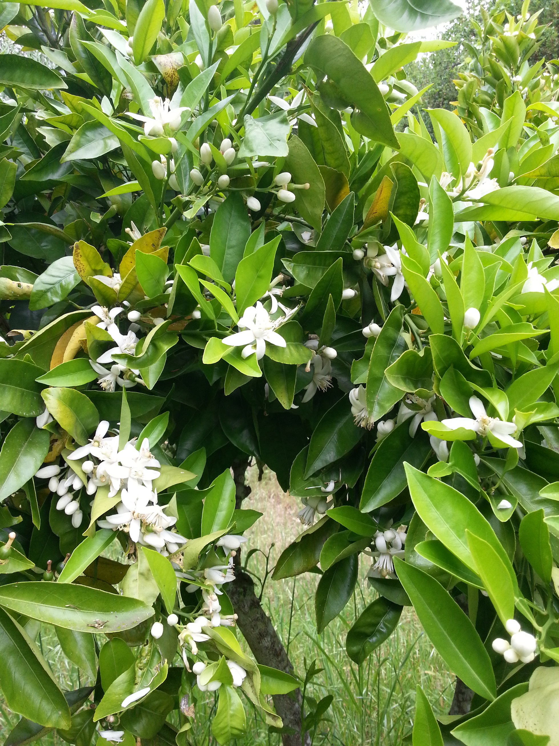 Orangenblüten