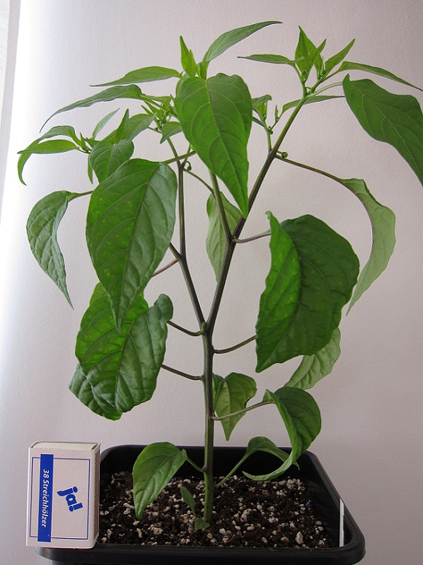 Chili080117c.jpg