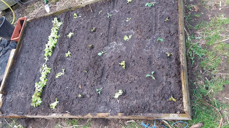 k-11Beet1.jpg
