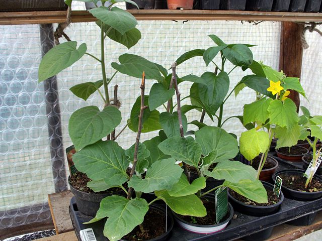 gekaufte Physalis, Paprika und Auberginen