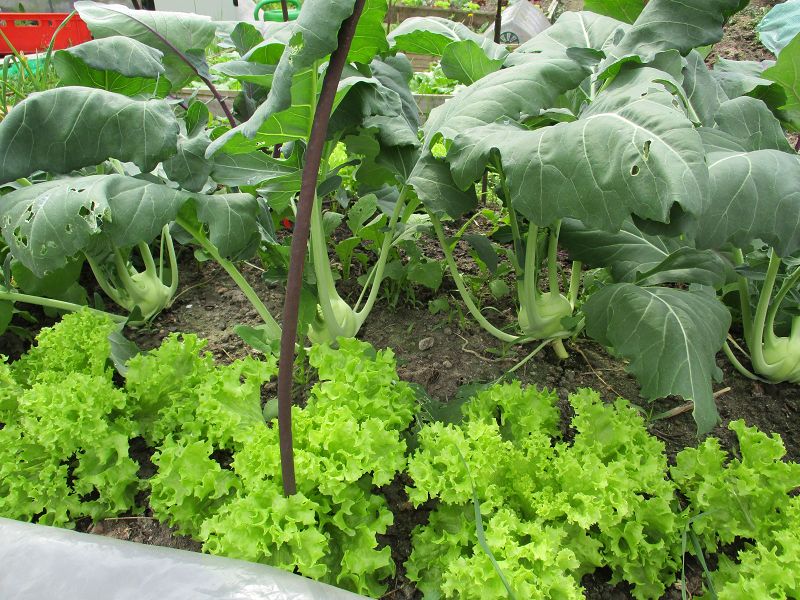 k-kohlrabies.jpg