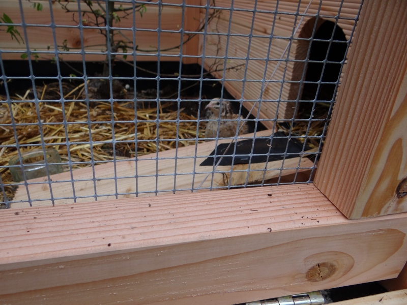 hinten sind 2 dunklere, man sieht sie kaum