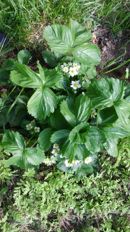 Was für Blüten