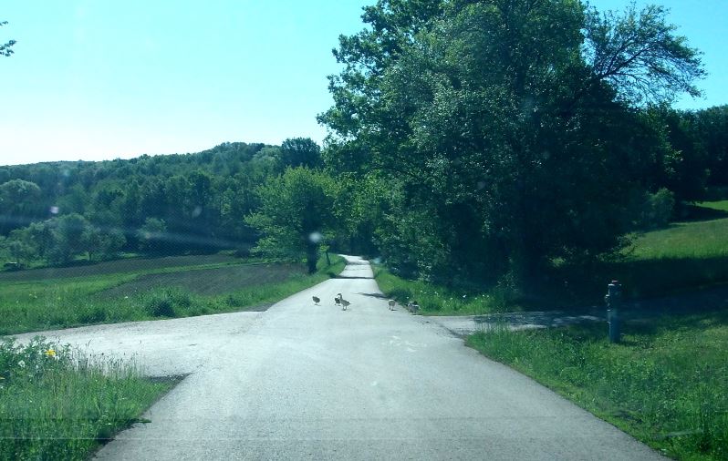 guten morgen, laufis.JPG