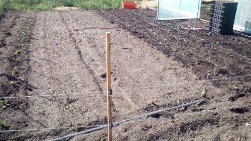 Der Kohl. naja man sieht noch nicht viel.