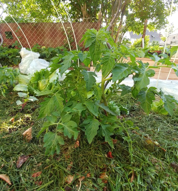 3Tomaten.jpg