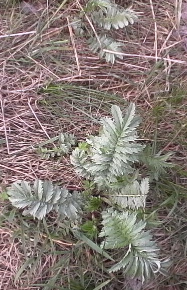 IMG0270A.jpg