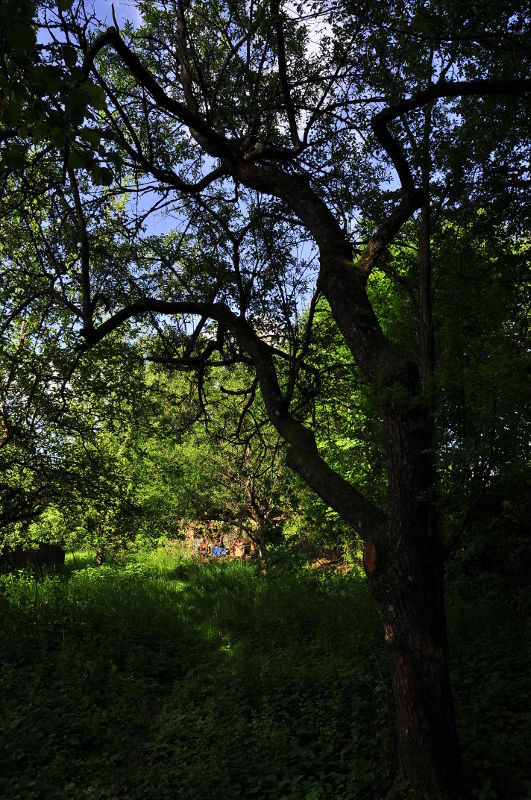 baum2.JPG