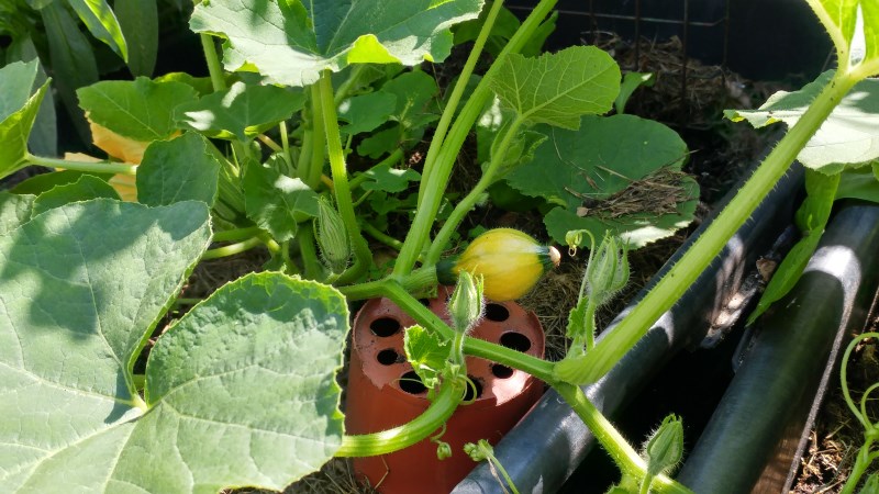 Kuerbis Frucht.jpg
