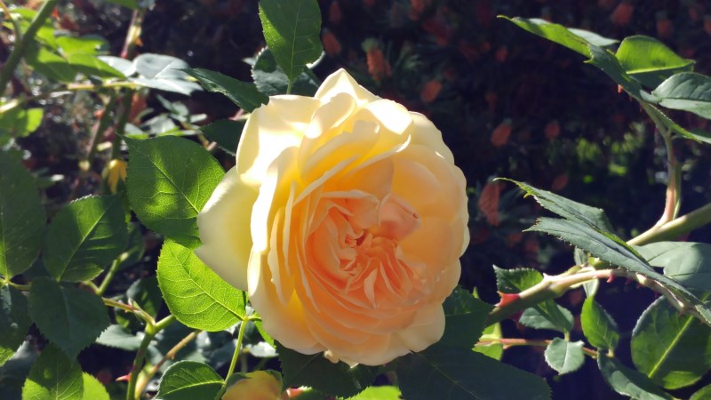 Rose800.jpg