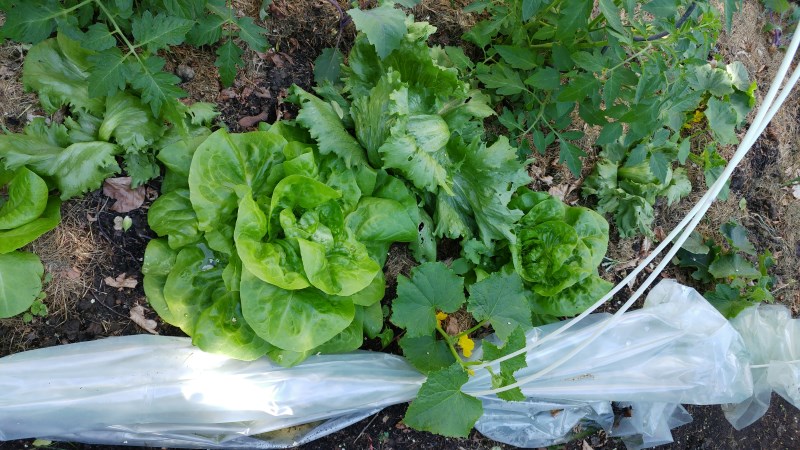 Gurkensalat.jpg