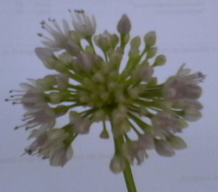 IMG0301A.jpg