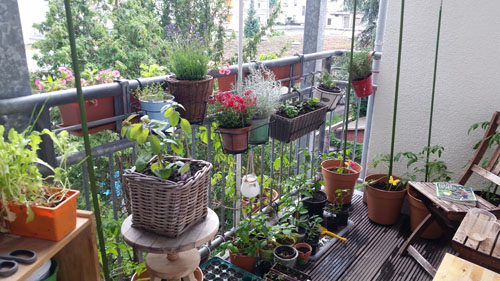 IMG-20170603.jpg