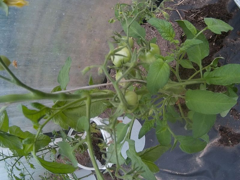 k-9Tomaten.jpg