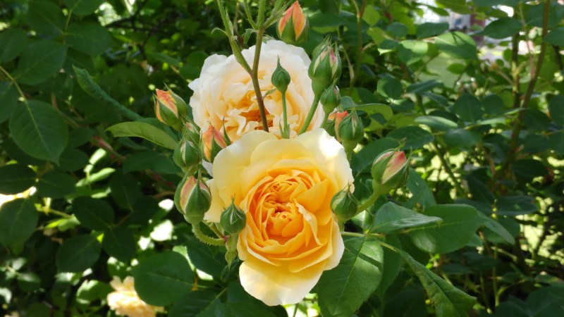 Rose2.jpg
