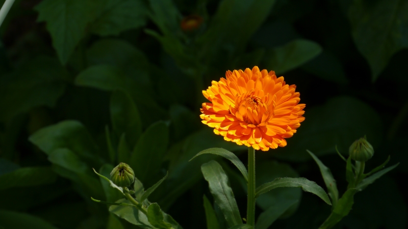 Ringelblume.jpg