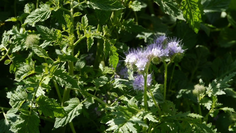 Bienenweide.jpg